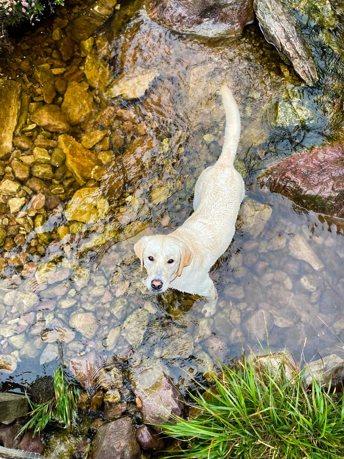 Heilsame Begegnung zwischen Mensch und Hund